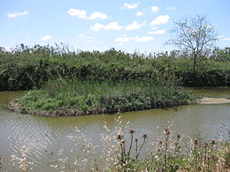אי מלאכותי שהוקם בסמוך למפגש הנחל עם נחל שכם, ומשמש את בעלי החיים בנחל