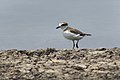 Javan plover