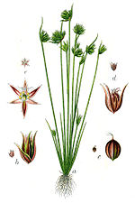 Miniatura para Juncus capitatus