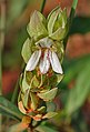 Justicia trinervia in Talakona forest, in Chittoor District of Andhra Pradesh, India.