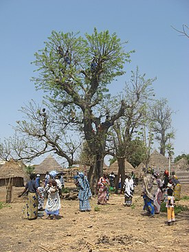 Хайя сенегальская, восточный Сенегал.