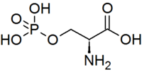 O-Phospho-L-sérine