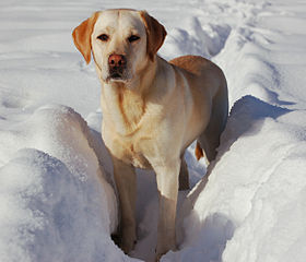 Labrador de couleur sable.