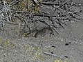 sagebrush vole