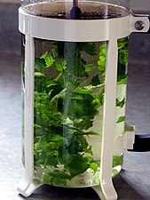 Lemon balm tea