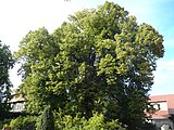 Linde im Klosterhof Drübeck, Naturdenkmal