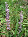 Pickerelweed Flowers