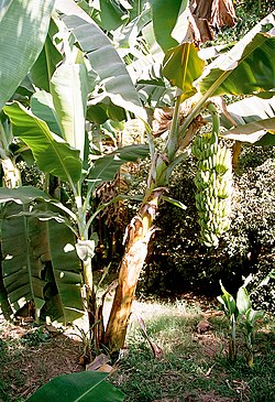 http://upload.wikimedia.org/wikipedia/commons/thumb/e/e4/Luxor,_Banana_Island,_Banana_Tree,_Egypt,_Oct_2004.jpg/250px-Luxor,_Banana_Island,_Banana_Tree,_Egypt,_Oct_2004.jpg