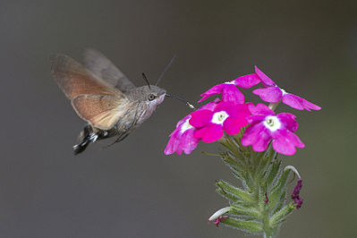 Hummingbird Hawkmoth (Macroglossum stellatarum) and verbena flowers, Lodz, Poland