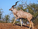 Самец большой kudu.jpg