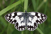 Marbled white (Melanargia galathea) male.jpg