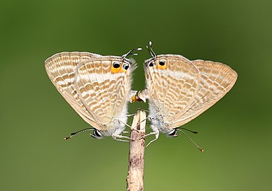 Mating of Lampides boeticus