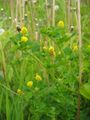 Hopklaver (Medicago lupulina)