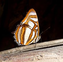 Metamorpha elissa - Flickr - gailhampshire.jpg