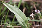 Miniatura para Erythronium propullans