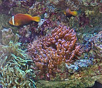 A. frenatus sobre anémonas Entacmaea quadricolor, en el Museo Oceanográfico de Mónaco