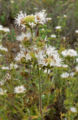 Monardella hypoleuca ssp lanata 2. jpg