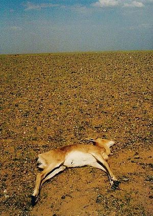 A Mongolian gazelle that has died of drought, ...