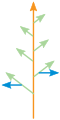 Ramification monopodiale