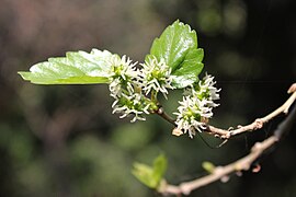 Fleurs de mûrier blanc