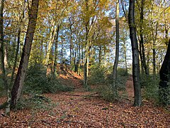 Buchenwald mit Stechpalme