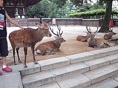 Cerfs sika dans le parc de Nara.