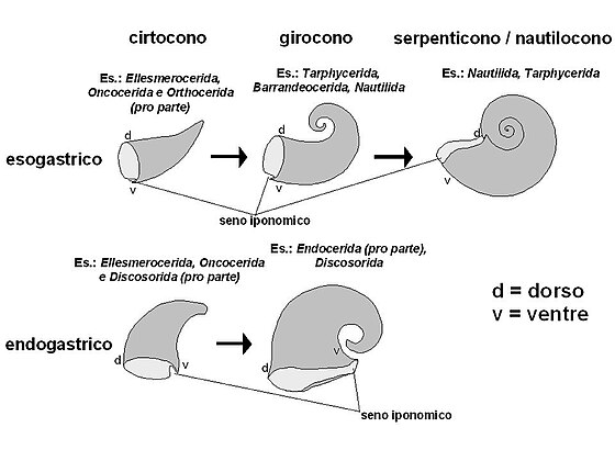 Principali linee di tendenza nell'avvolgimento della conchiglia. Sono riportati a titolo di esempio gli ordini più rappresentativi delle morfologie riportate, con l'avvertenza che si tratta di rappresentazioni schematiche e generalizzate. È rispettata la probabile posizione di vita degli organismi.