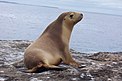 Ein Australischer Seelöwe (jüngeres weibliches Tier), auf einem Felsen ruhend