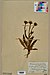 Neuchâtel Herbarium - Hieracium picroides - NEU000016018.jpg
