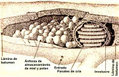 Miniatura de la versión del 18:02 3 ene 2006