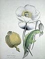 Opium poppy (Papaver somniferum)