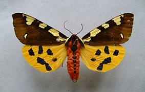 Écaille brune (Arctia matronula)