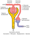 Miniatura para Depuración (medicina)