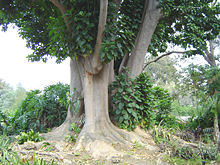 P. dioica  en Fullerton Arboretum