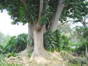 P. dioica en Fullerton Arboretum