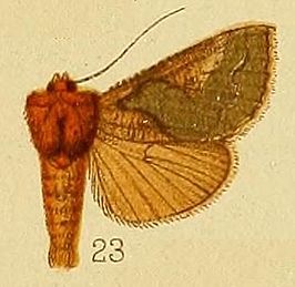 Trichoplusia florina