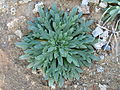 Plantago weldenii