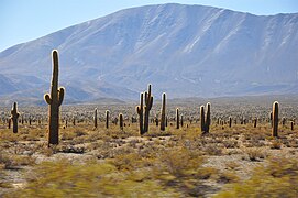 Los Cardones Ulusal Parkı