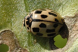 Propylea quatuordecimpunctata, (Commanster, Ardennes belges)