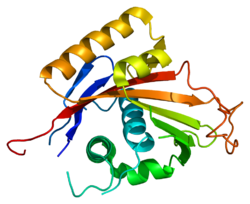 Белок ATP1A2 PDB 1q3i.png