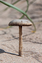 Miniatura para Psathyrella ammophila