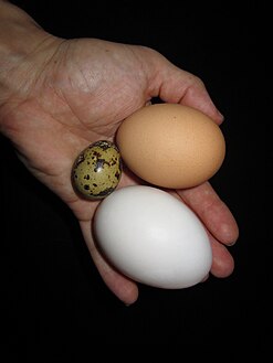 Comparaison entre un œuf de caille, de poule (beige) et de cane (blanc).