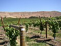 Image 65Rattlesnake Hills AVA, one of nineteen American Viticultural Areas in the state (from Washington (state))