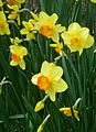 Narcissus cultivars  Wikimedia Commons