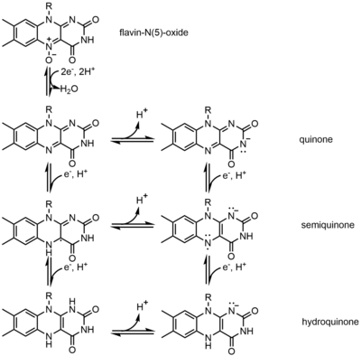 Redox states of FAD.png