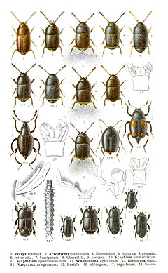 Description de l'image Reitter-1908_table65.jpg.