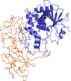 Ricin structure.png