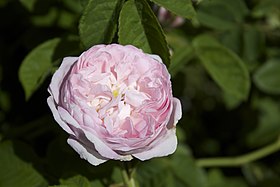 Image illustrative de l’article Duchesse de Montebello (rose)