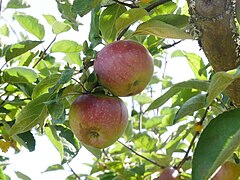 Früchte am Baum