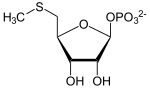 Methylthioribosephosphat